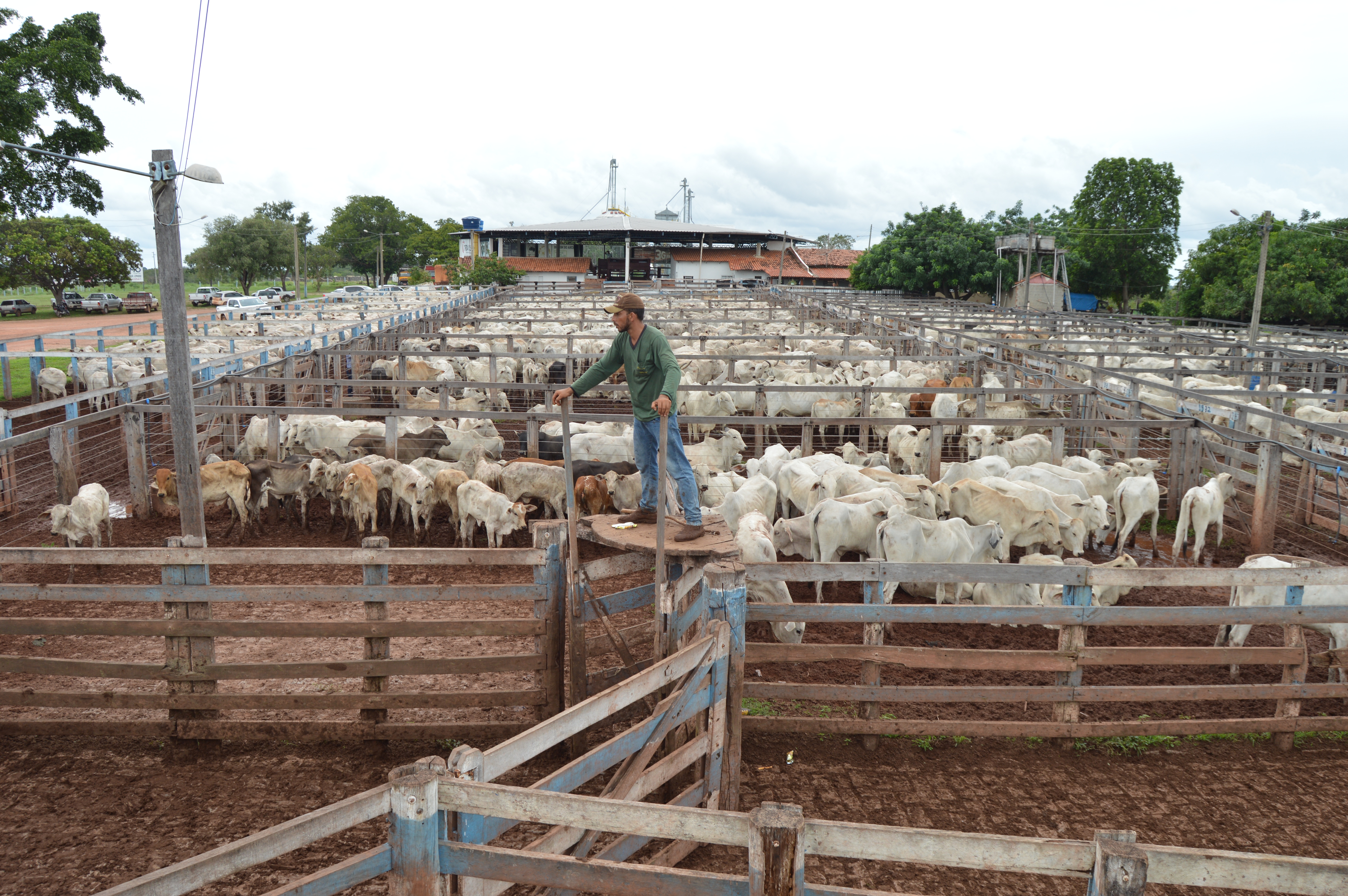 Produtores do Tocantins exportaram 2.151 bois vivos em 2017