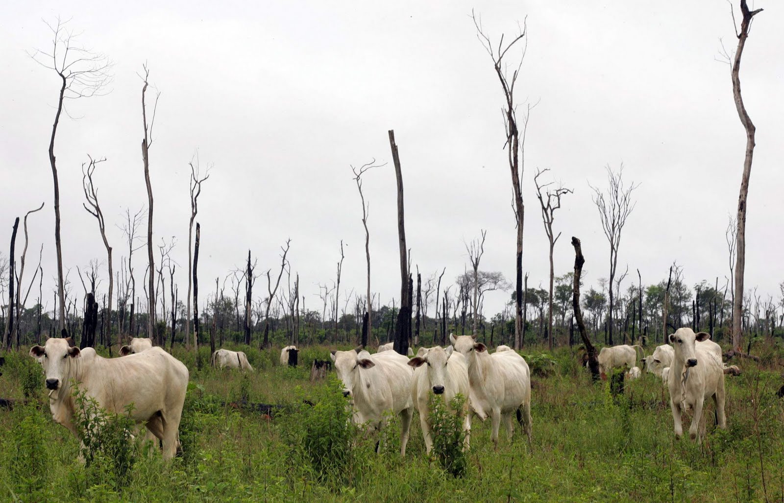 Tocantins apresenta redução de 55% em áreas desmatadas; é a maior queda entre os estados que compõem Amazônia Legal